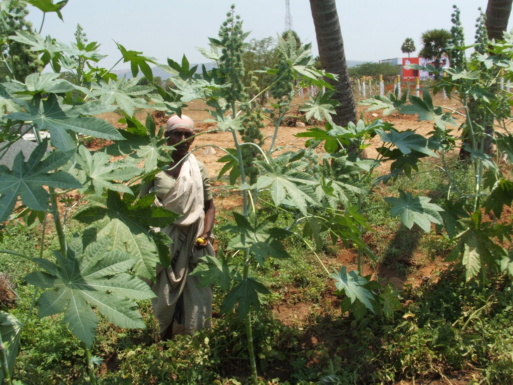 Organic Farming Training to 500 Farmers in India