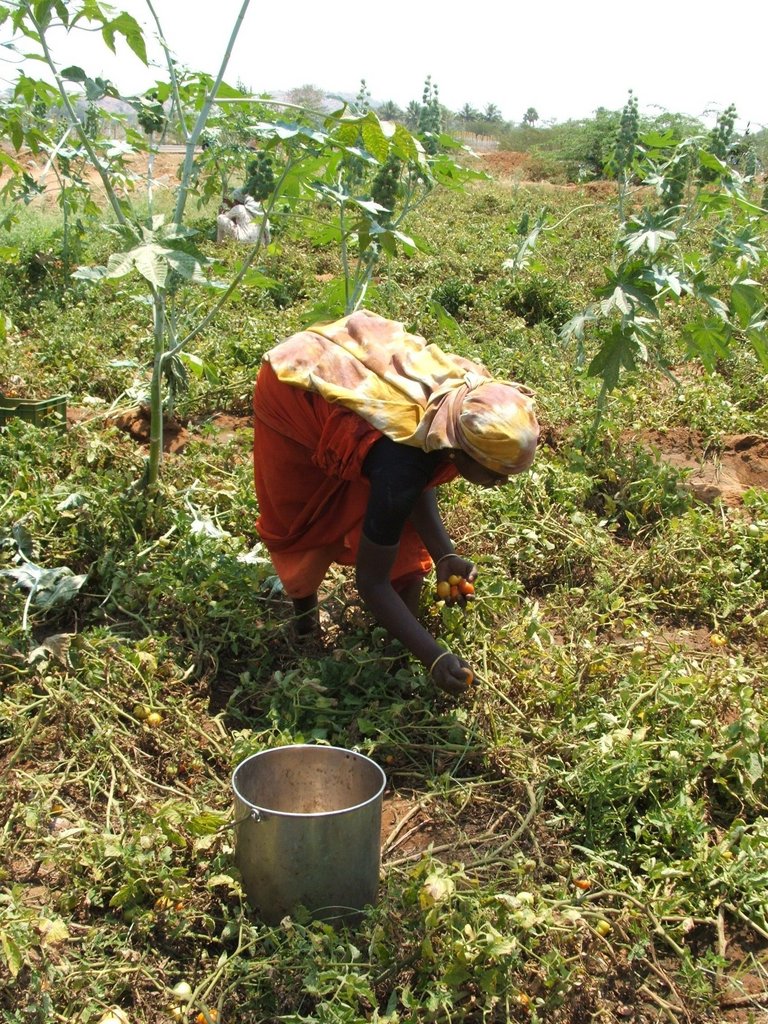 Organic Farming Training to 500 Farmers in India