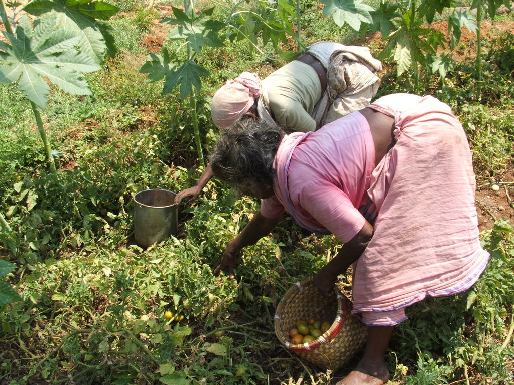 Organic Farming Training to 500 Farmers in India
