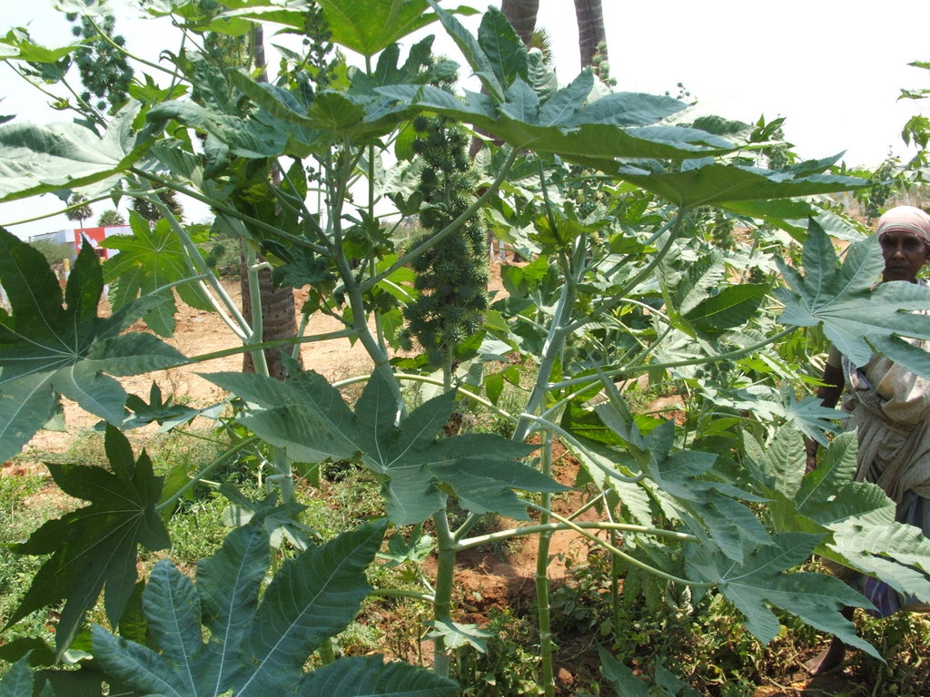 Organic Farming Training to 500 Farmers in India