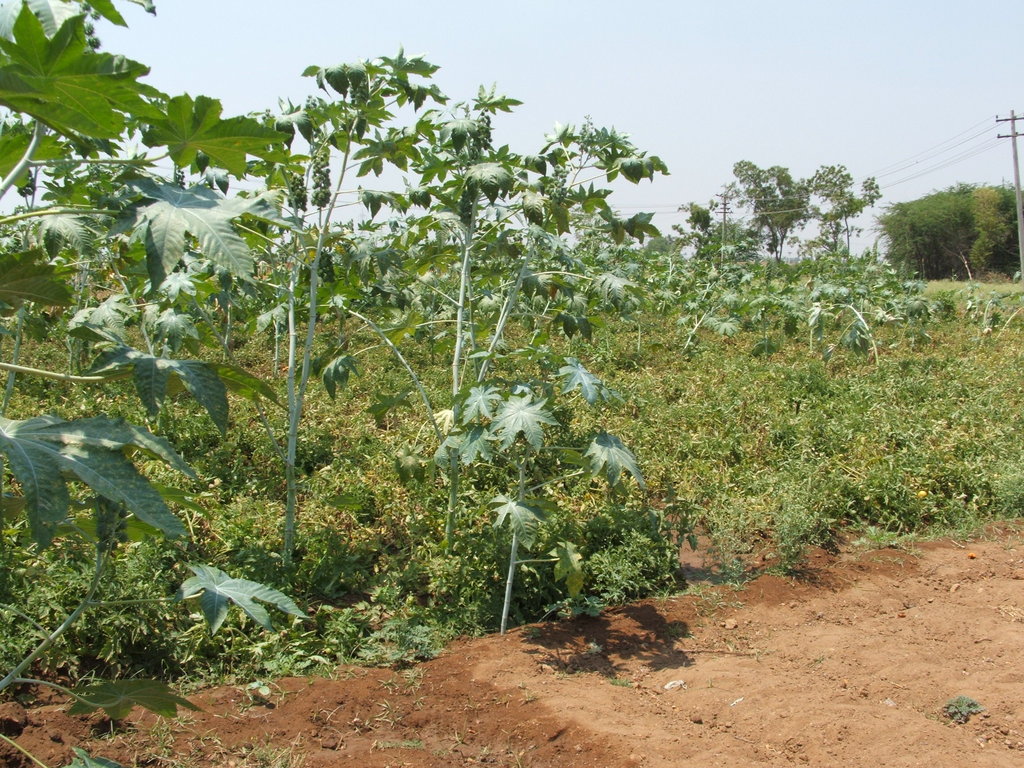 Organic Farming Training to 500 Farmers in India
