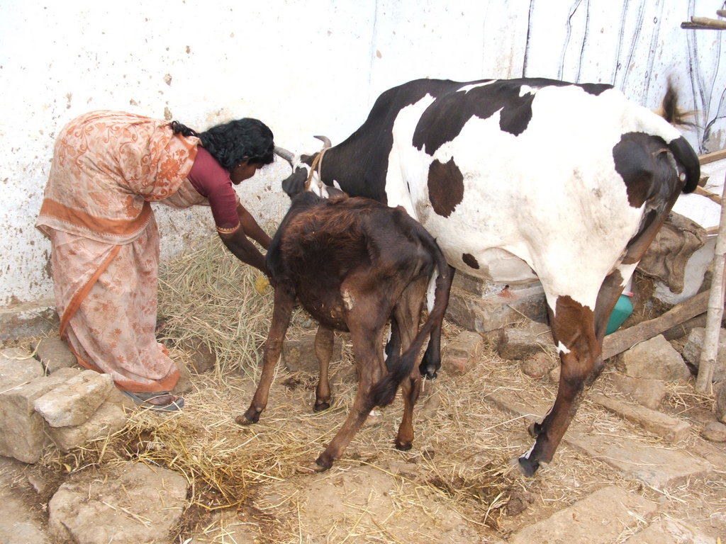 Organic Farming Training to 500 Farmers in India