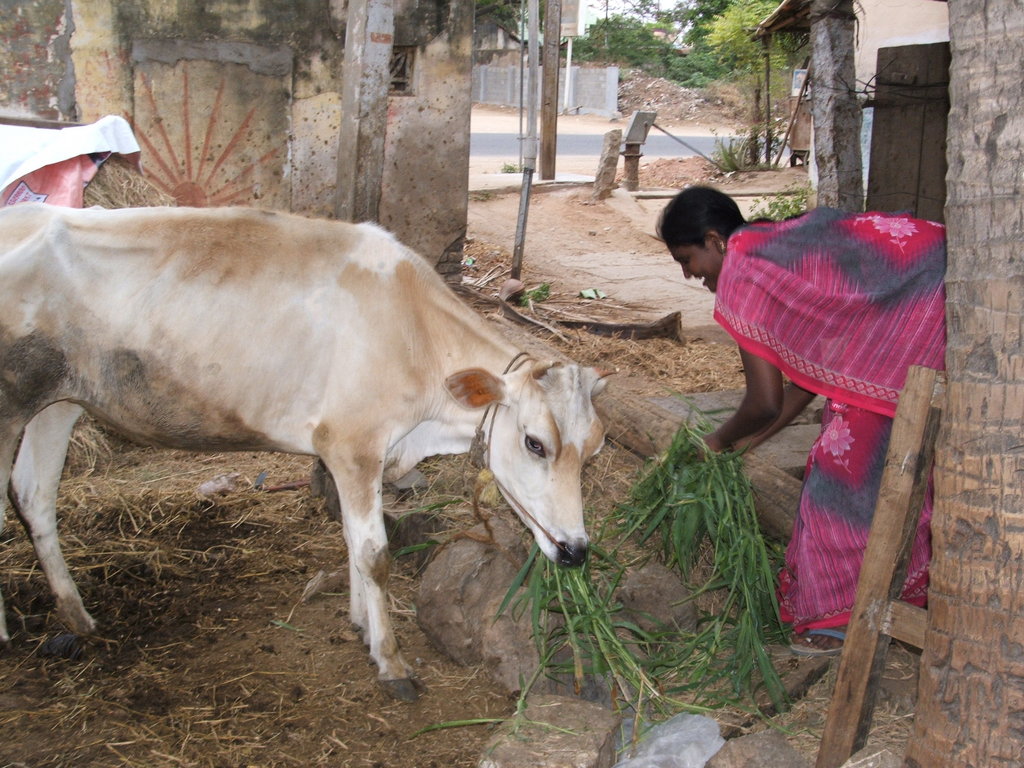 Organic Farming Training to 500 Farmers in India