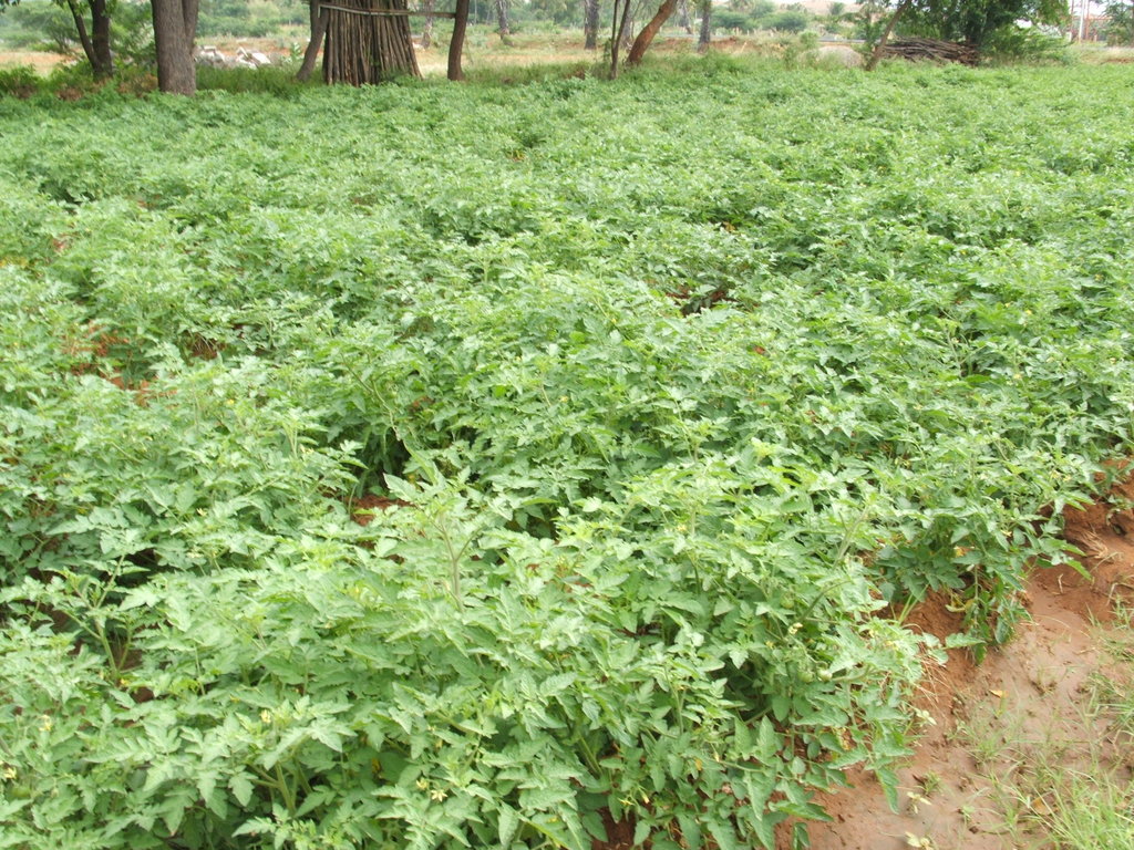 Organic Farming Training to 500 Farmers in India