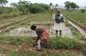 Organic Farming Training to 500 Farmers in India