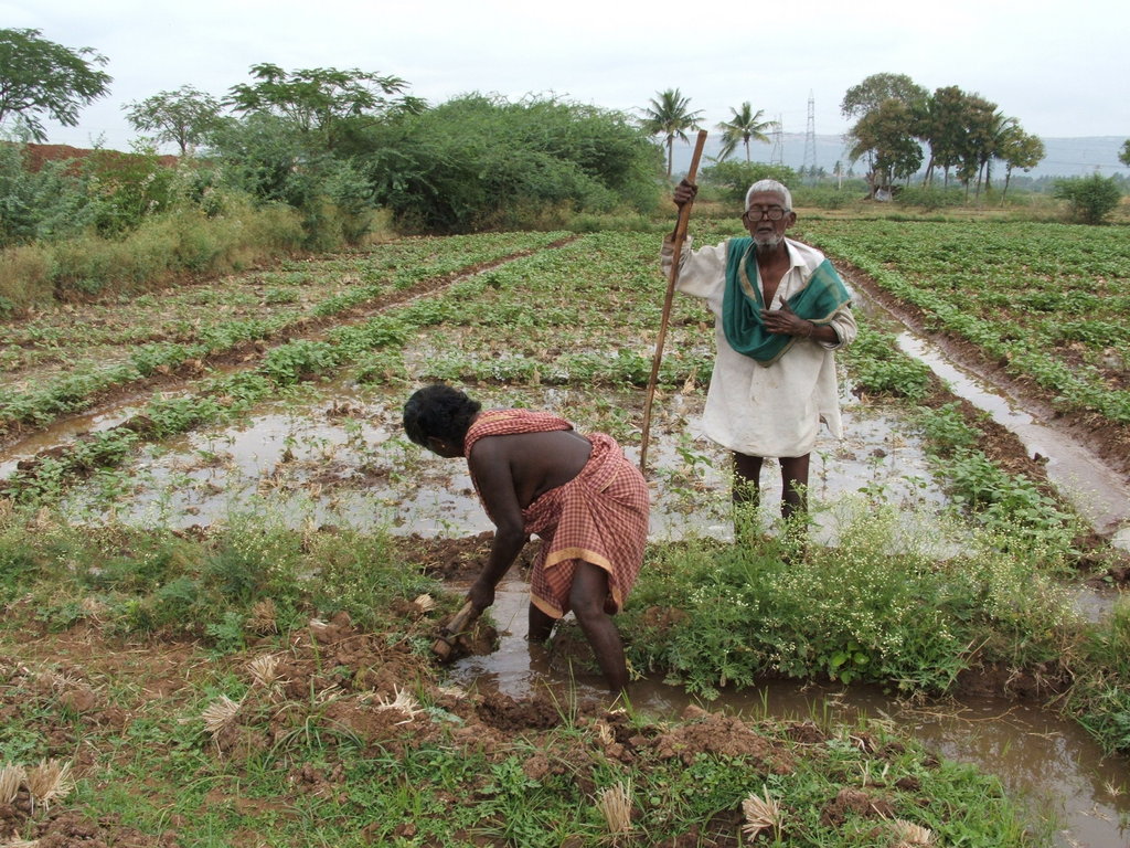 Organic Farming Training to 500 Farmers in India