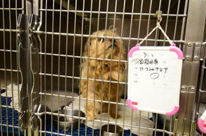 Dog found by animal shelter