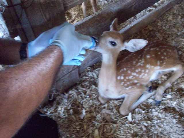Japan Tsunami Animal Emergency Relief Program