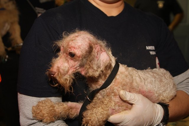 Japan Tsunami Animal Emergency Relief Program