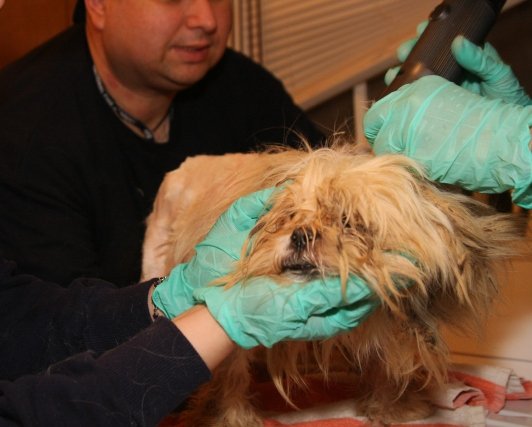 Japan Tsunami Animal Emergency Relief Program