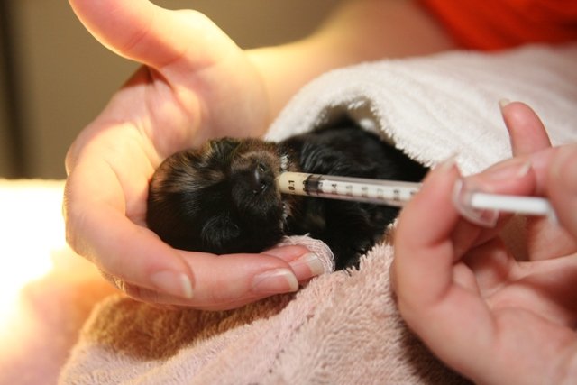 Japan Tsunami Animal Emergency Relief Program