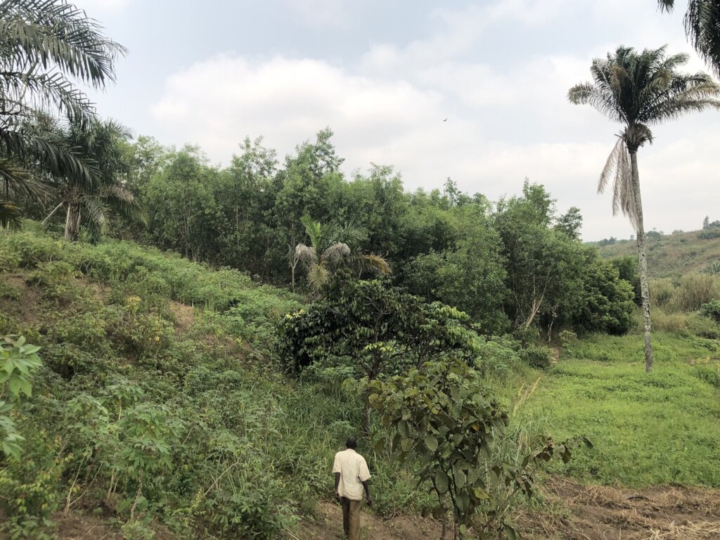 Planter of 500,000 trees in DRC damaged forests