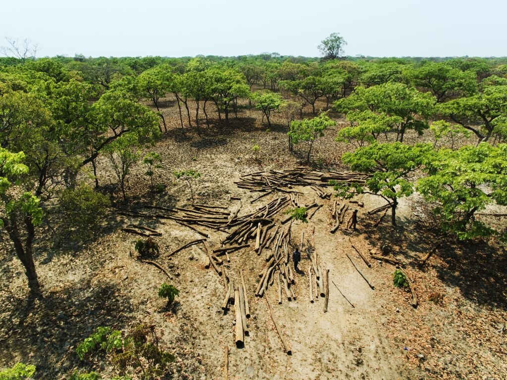 Planter of 500,000 trees in DRC damaged forests