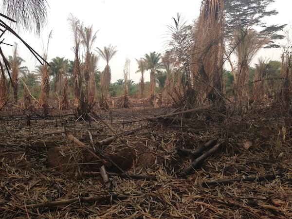 Planter of 500,000 trees in DRC damaged forests