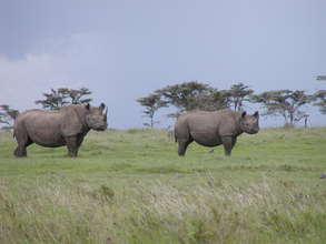 Earthwatch Expedition: Saving Kenya's Black Rhinos