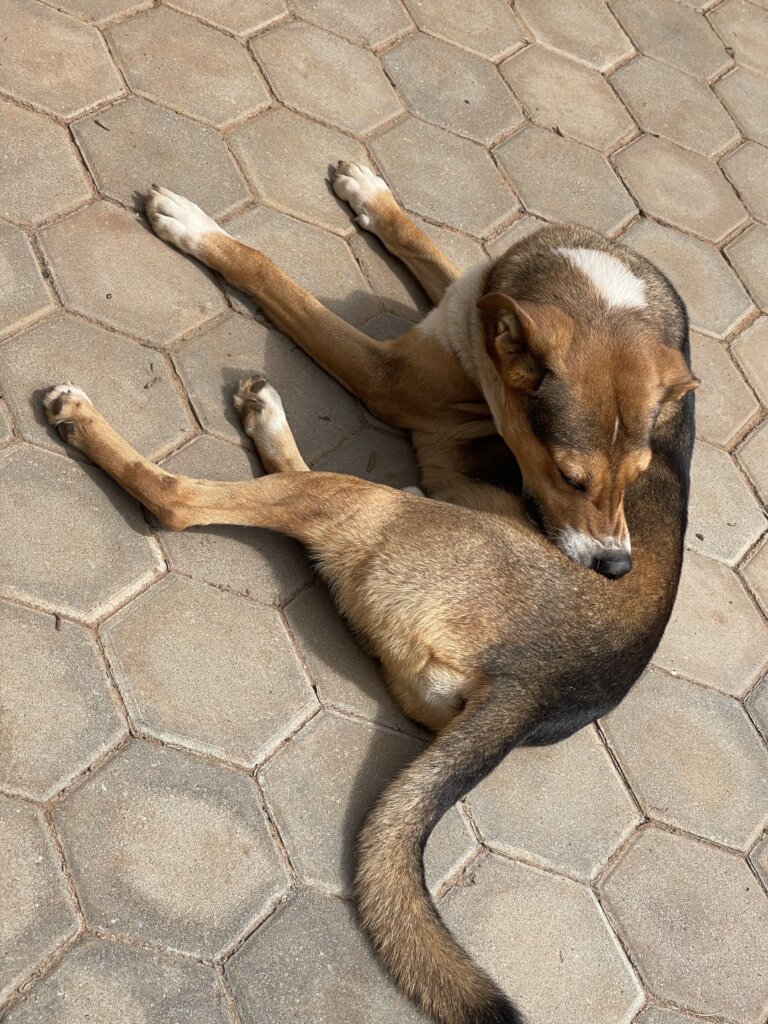 Meet Buddy, a former street dog, now family!