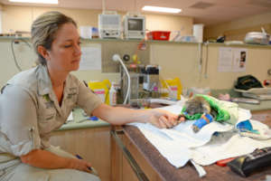Dr Amber with Rose the Orphaned Koala Joey