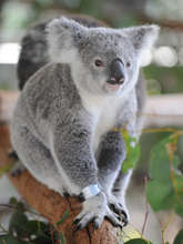 Frodo the koala recovered and ready for release