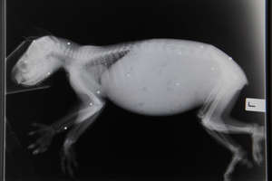 X-ray of Frodo when she first arrived