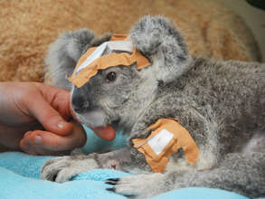 Frodo post operation to remove pellets