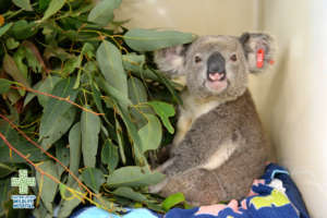 Braveheart the Koala