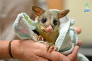 Lil Darlin the Brushtail Possum
