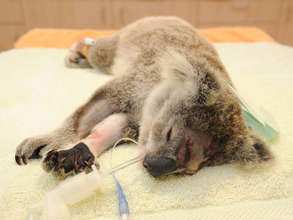 Koala joey Frodo on the treatment table