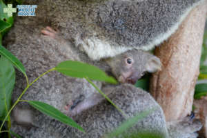 Mili the tiny koala joey