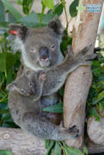 Nat the koala and her joey, Mili