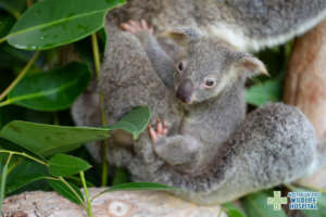 Mili the koala joey saying g'day