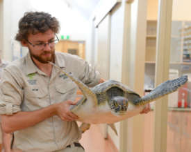 Lucy the Green Sea Turtle