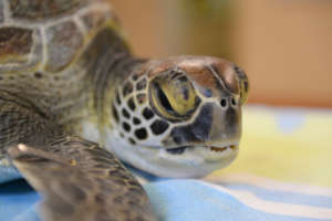 Lucy the Green Sea Turtle