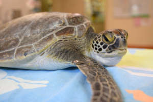 Lucy the Green Sea Turtle
