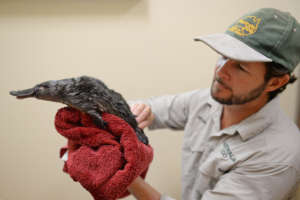 Rescuer Ritchie with a Platypus