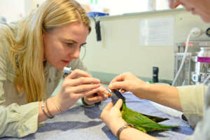 Dr Rebecca examining a rainbow lorikeet