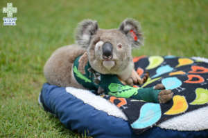Pinto the koala with his new green cast