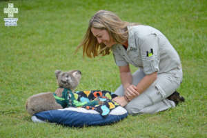 Pinto the koala smiling at his doctor