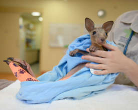 Vitae the Kangaroo Joey