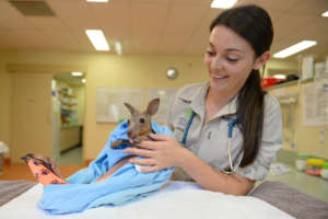 Vet nurse Jayde with an orphaned kangaroo joey