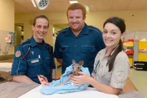 Vitae the kangaroo joey and her rescuers