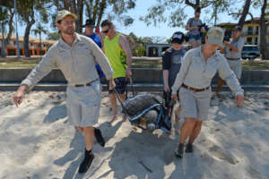 Freda the sea turtle on her way home!