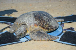 Freda the sea turtle almost home!