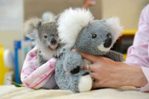 Shayne the Koala Joey
