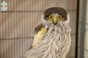 Caesar the Barking Owl