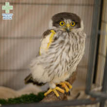 Caesar the Barking Owl with a bandaged wing