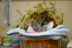 Shayne the Koala Joey