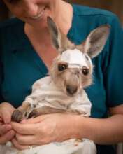 Chandler the eastern grey kangaroo joey