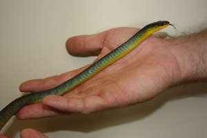 Apple the Green Tree Snake