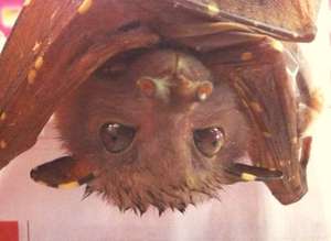 Kel the tube nose bat