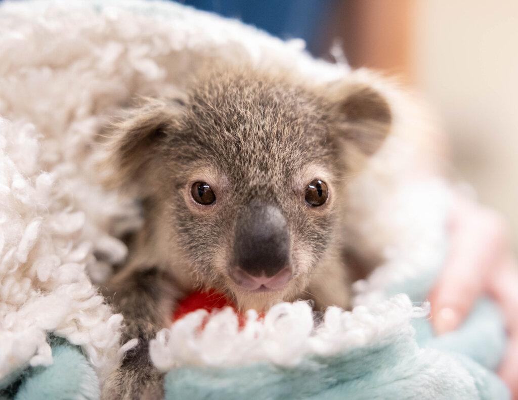 Reports on Treating patients @Australia Zoo Wildlife Hospital